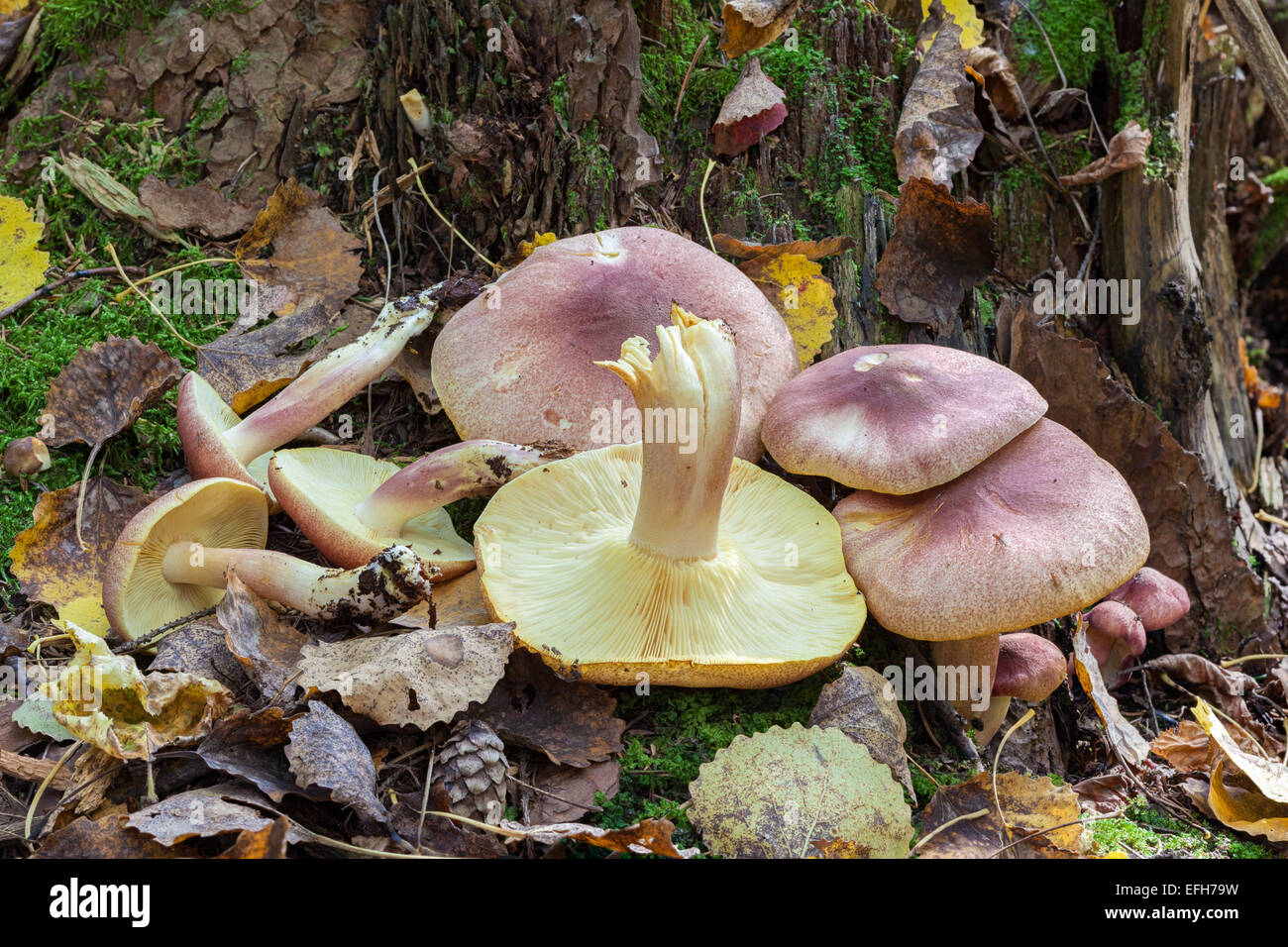Plums and Custard mushrooms Stock Photo