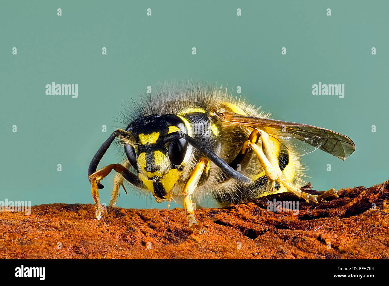 Close up of common wasp Vespula vulgaris face on macro image of common wasp vespula vulgaris Stock Photo
