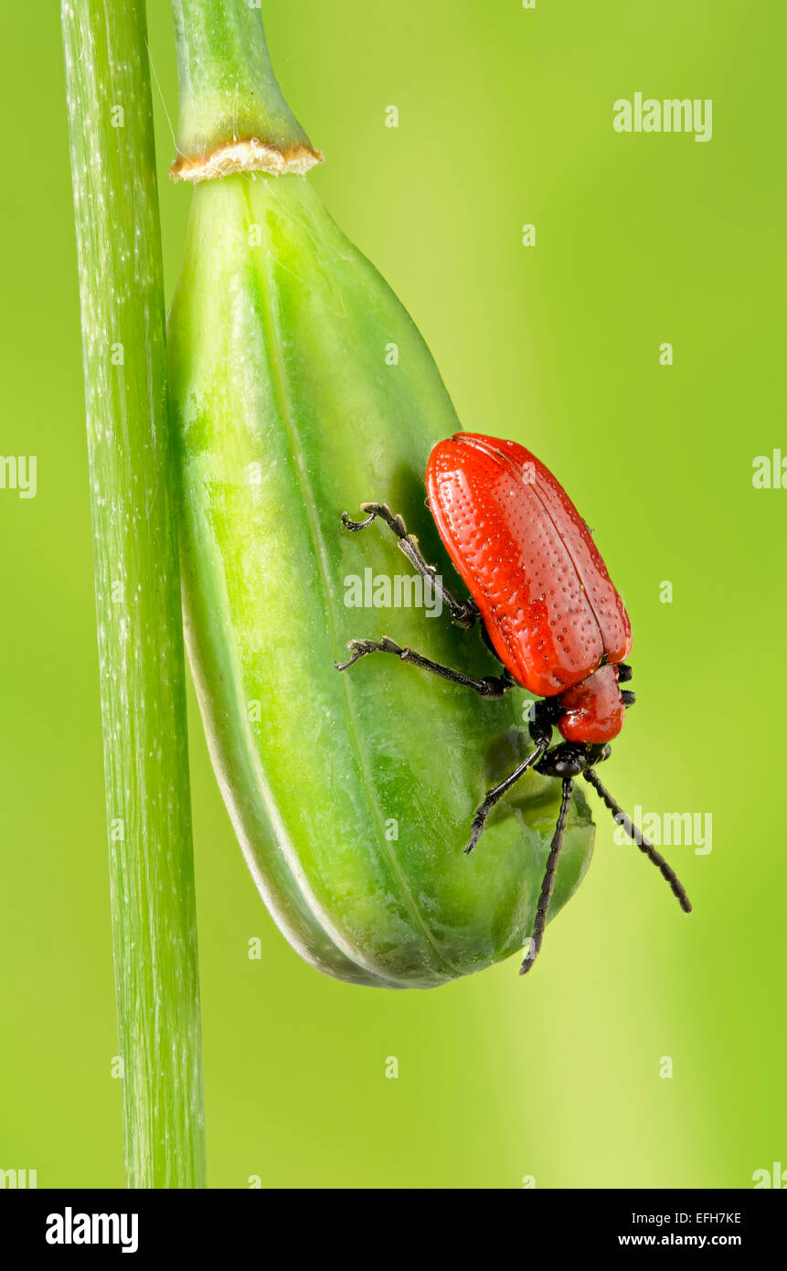 Lily beetle on snakes head fritillary seed pod Stock Photo