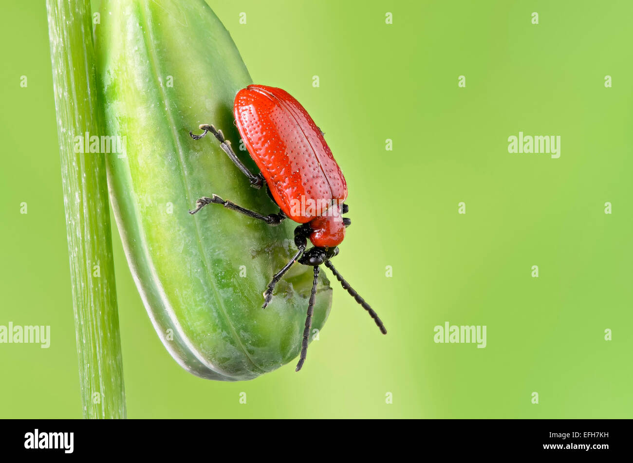 Lily beetle on snakes head fritillary seed pod Stock Photo