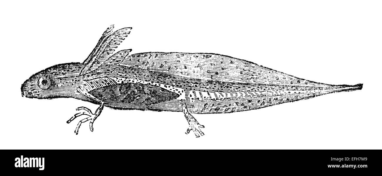 Victorian engraving of a tadpole. Digitally restored image from a mid-19th century Encyclopaedia. Stock Photo