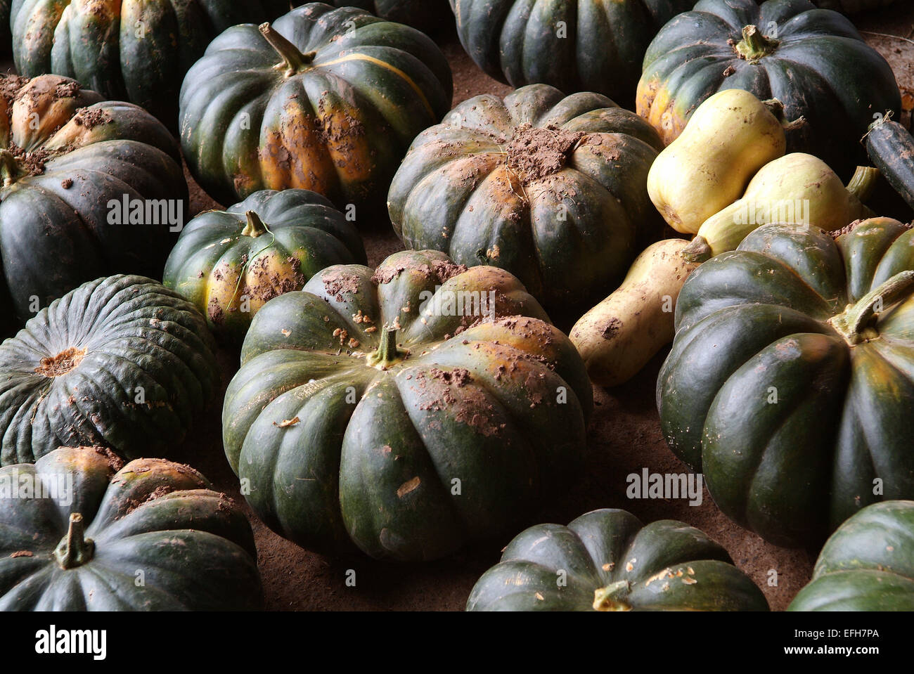 A collection of squash in a Herefordshire farm shed. a UK squashes pumpkin pumpkins food Halloween Stock Photo