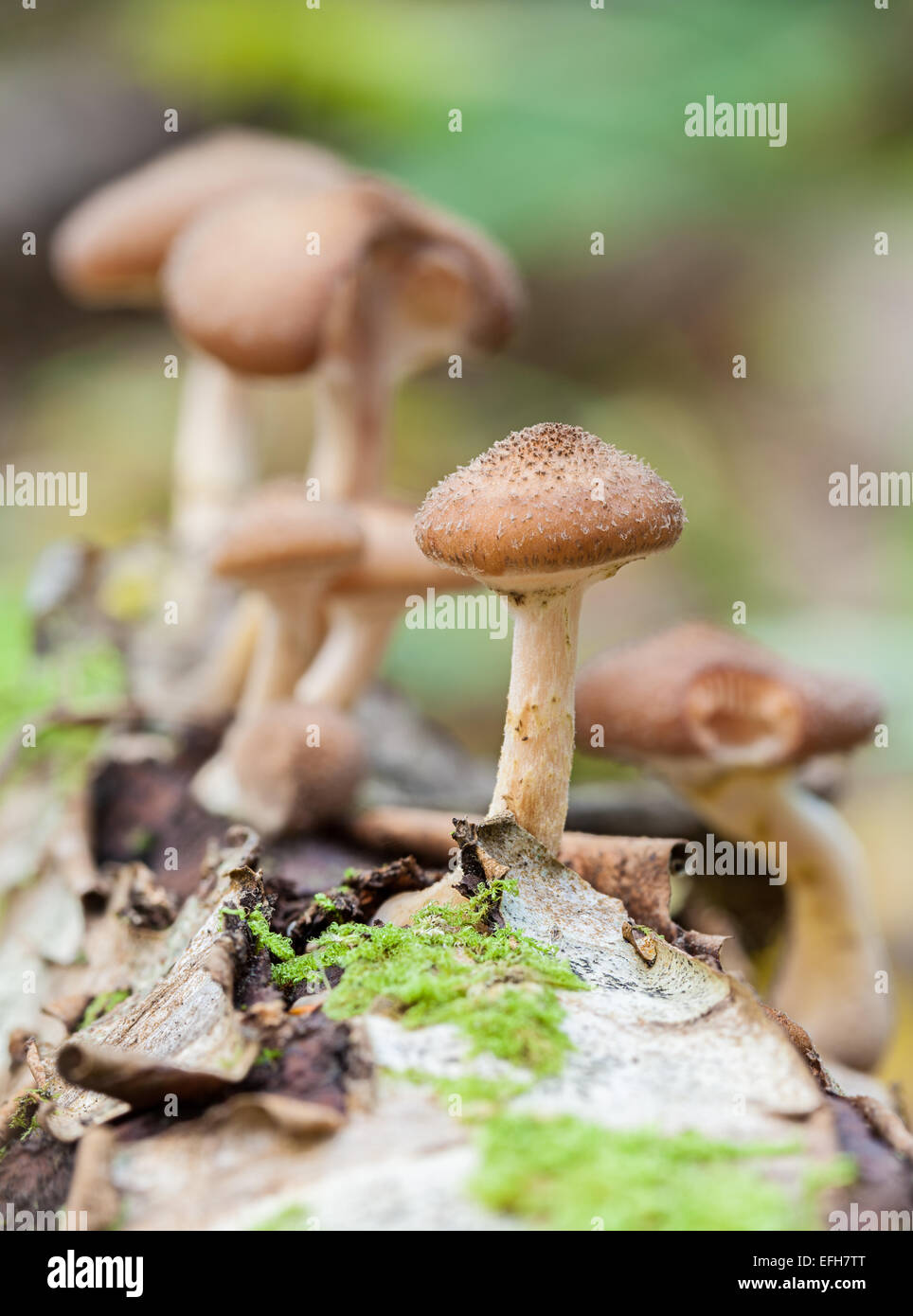 Armillaria lutea mushrooms Stock Photo