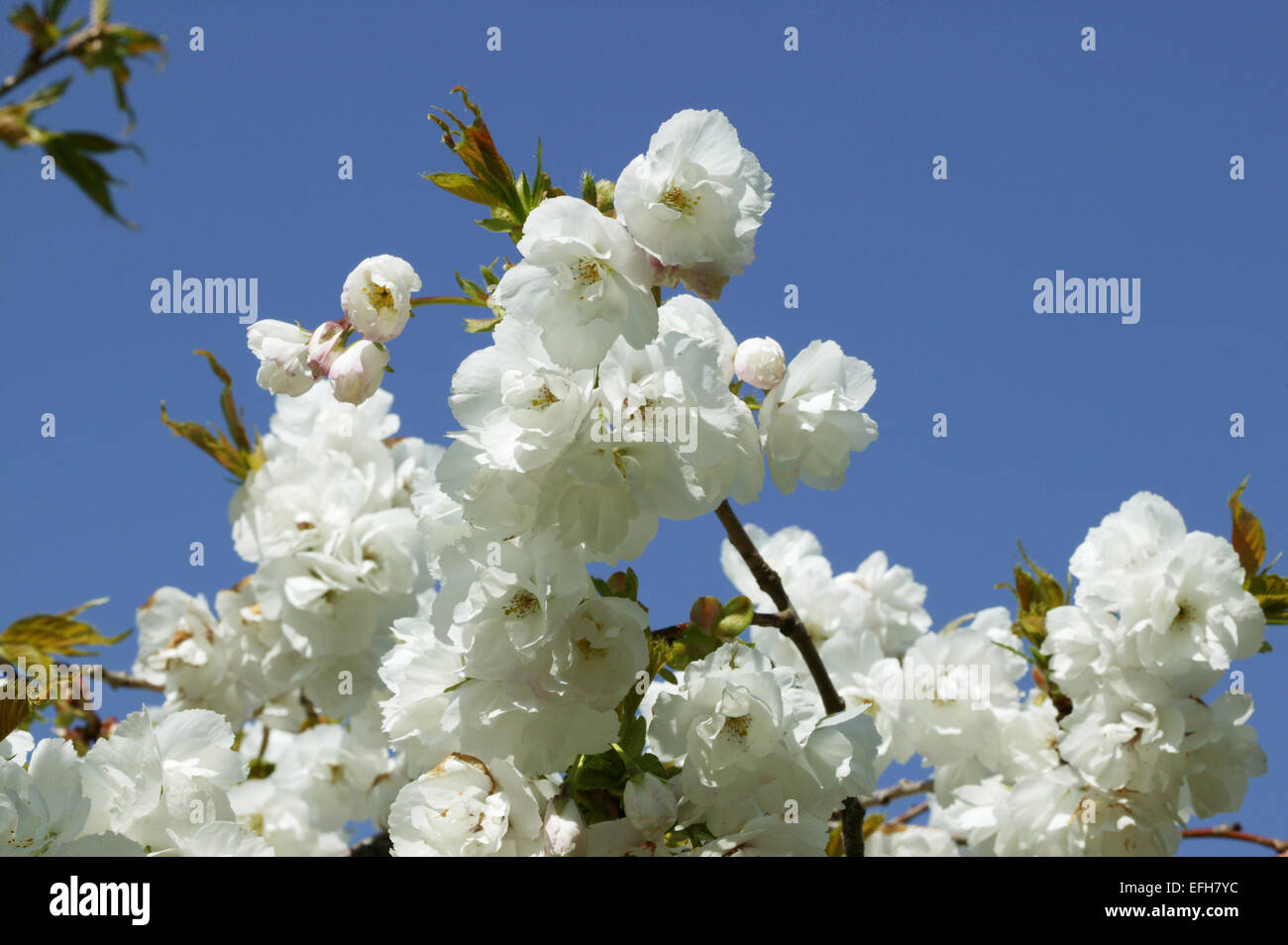 Prunus 'Shirotae' flowers in spring, Wales, UK Stock Photo
