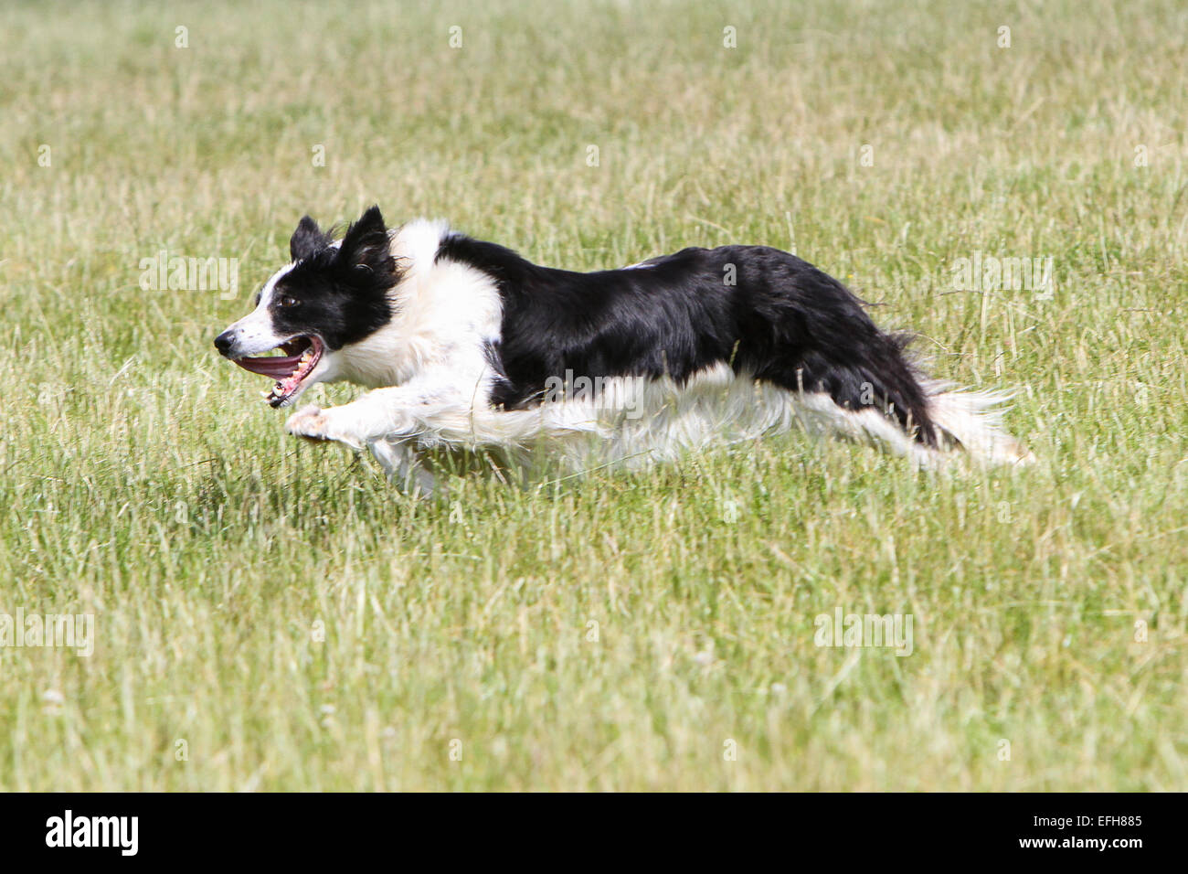 step up puppy food review