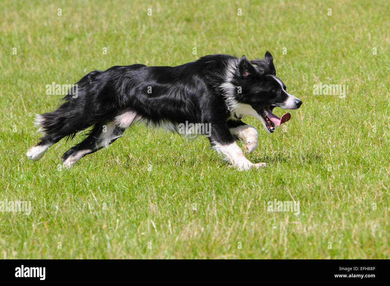 Border collie hotsell running on sheep