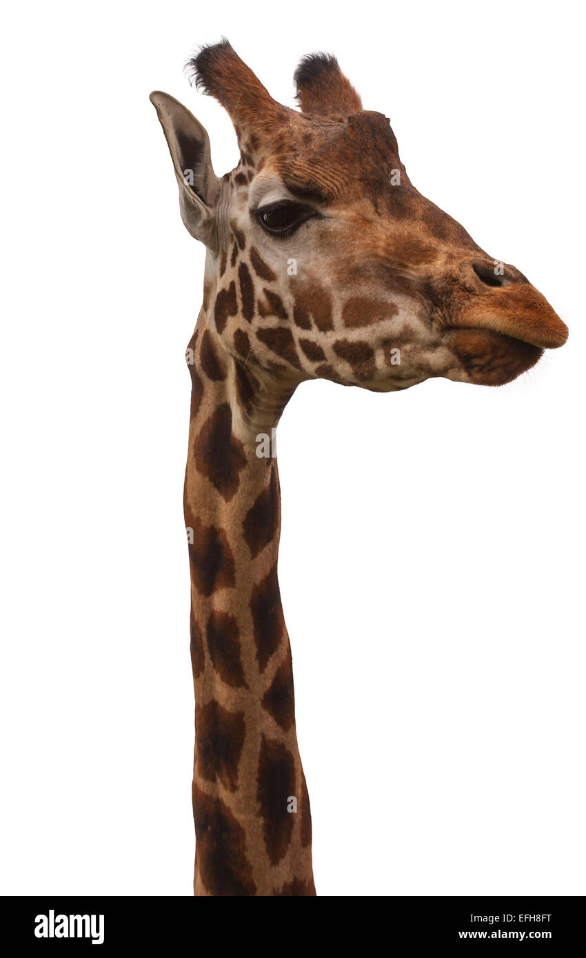 Giraffe head and neck against white background Stock Photo
