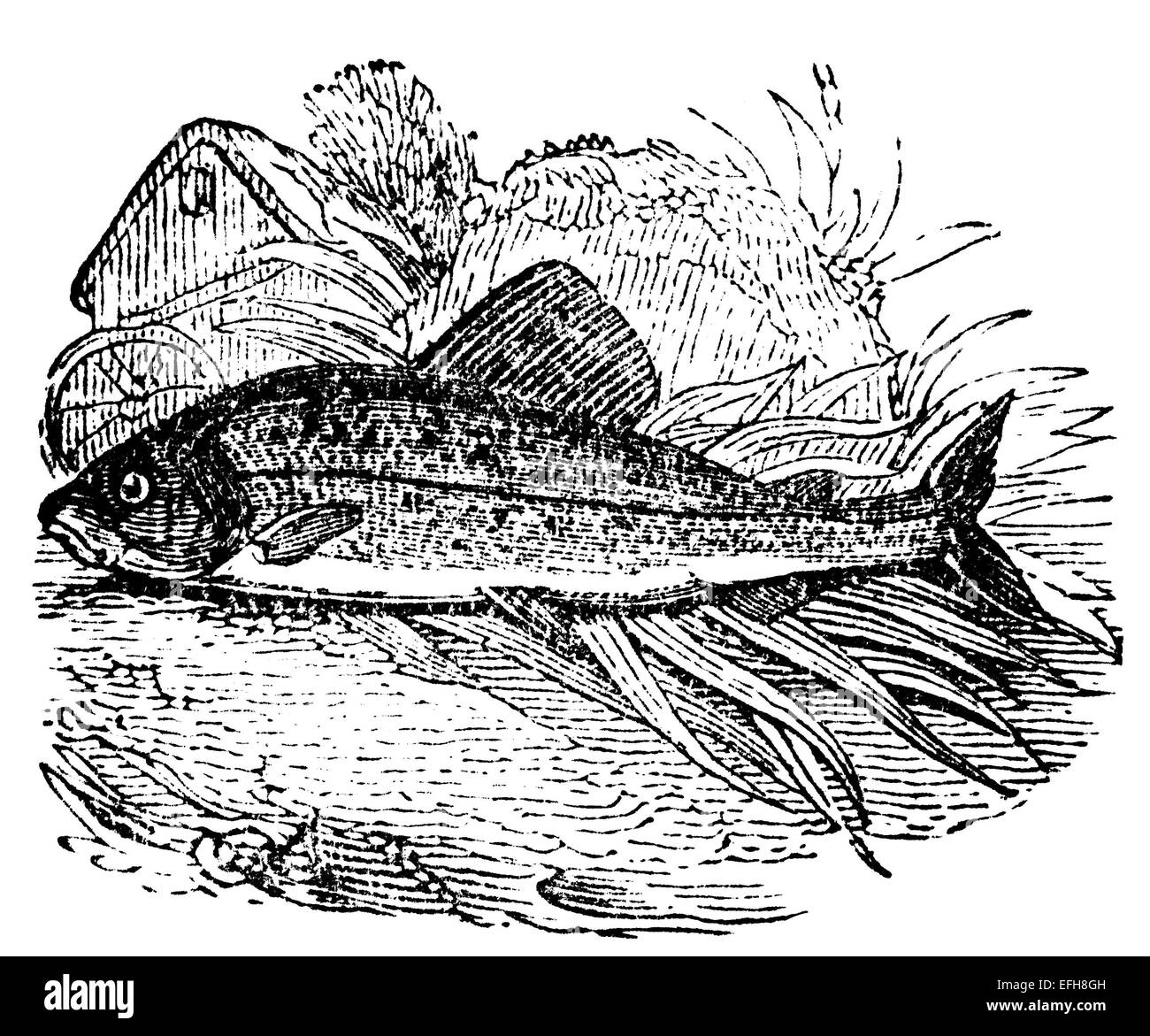 Victorian engraving of a grayling salmon. Digitally restored image from a mid-19th century Encyclopaedia. Stock Photo