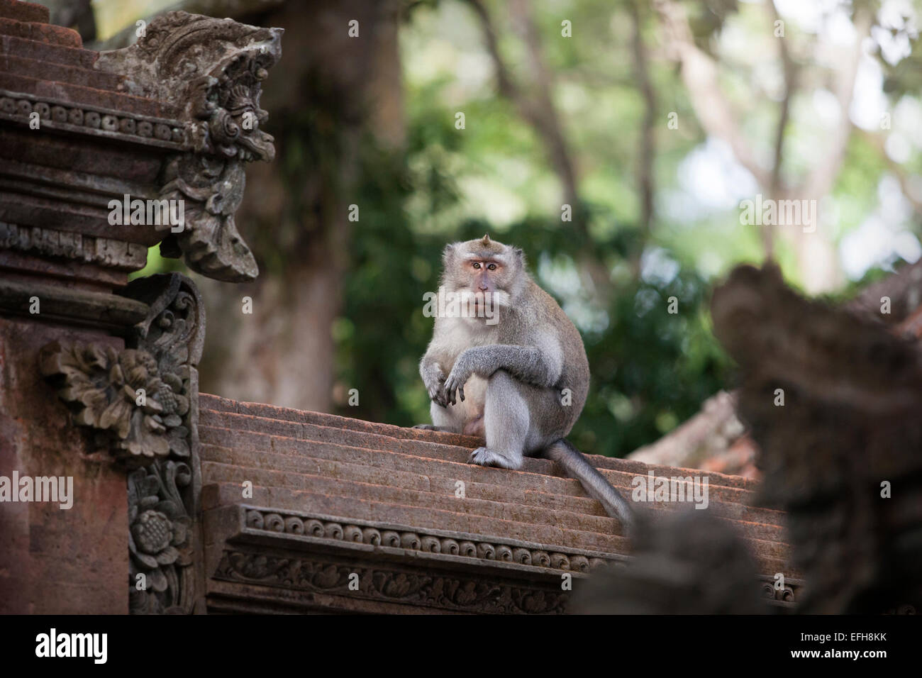 A Macaque monkey in Ubud, Bali, Indonesia Stock Photo