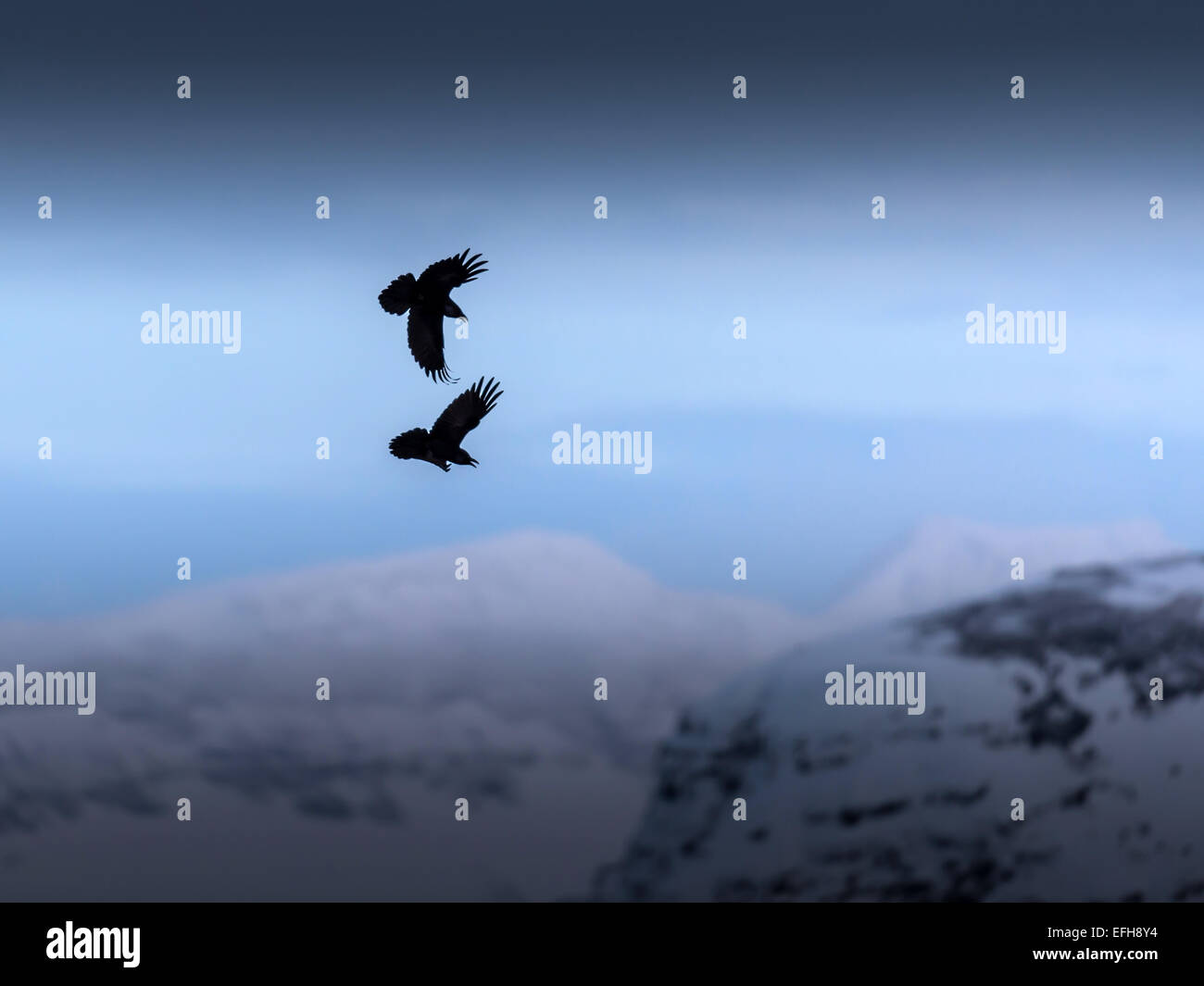 Common Raven, [Corvus corax], combat in the skies at Kolgrafafjorour, near the small fishing village of Grundarfjordur, Iceland. Stock Photo