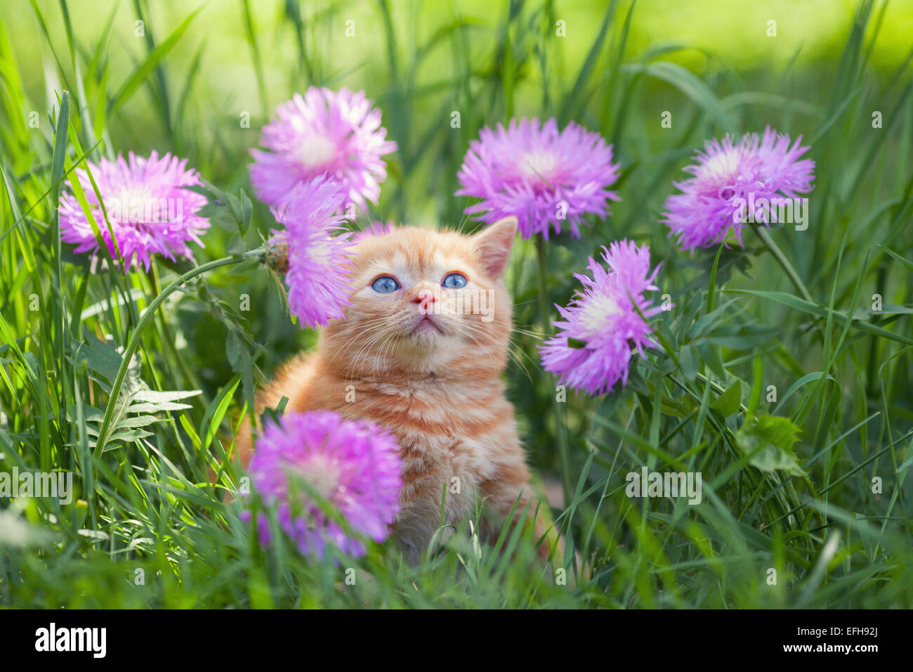 Cute little kitten sitting in flowers in the garden Stock Photo - Alamy