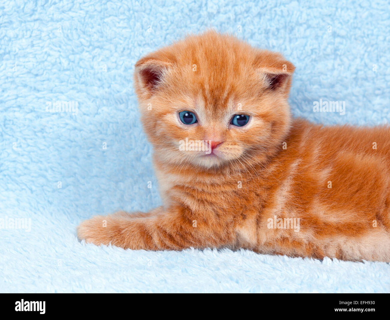 Cute little kitten on blue blanket Stock Photo