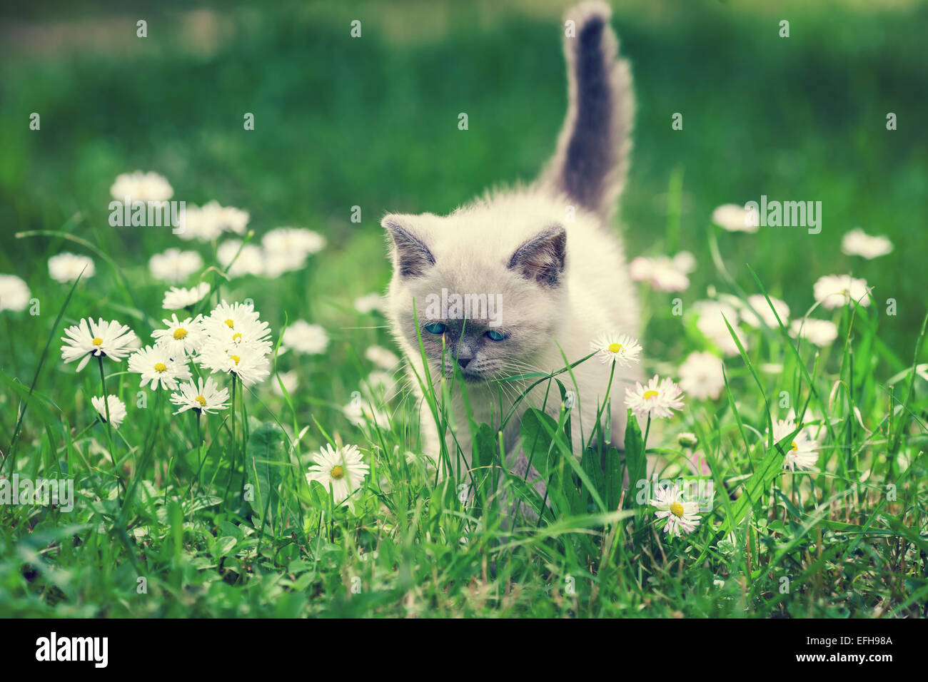 Cute little siamese kitten in the daisy flower lawn Stock Photo - Alamy