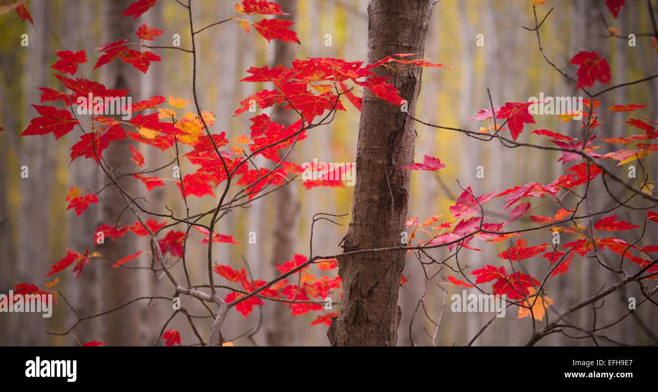 Autumn Woods near the Great Meadow, Acadia National Park, Maine, USA Stock Photo
