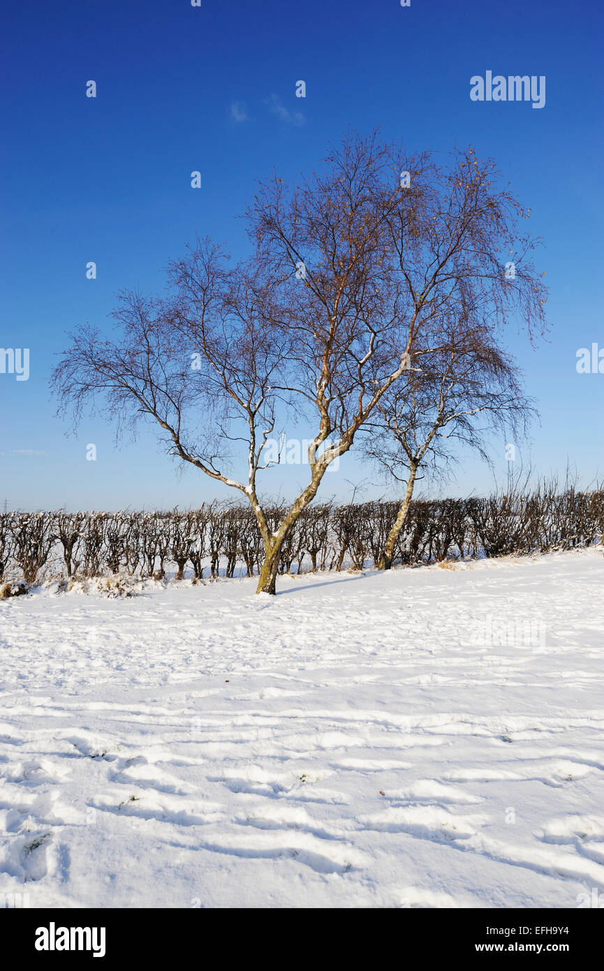 Snow covered trees against a blue sky Stock Photo - Alamy