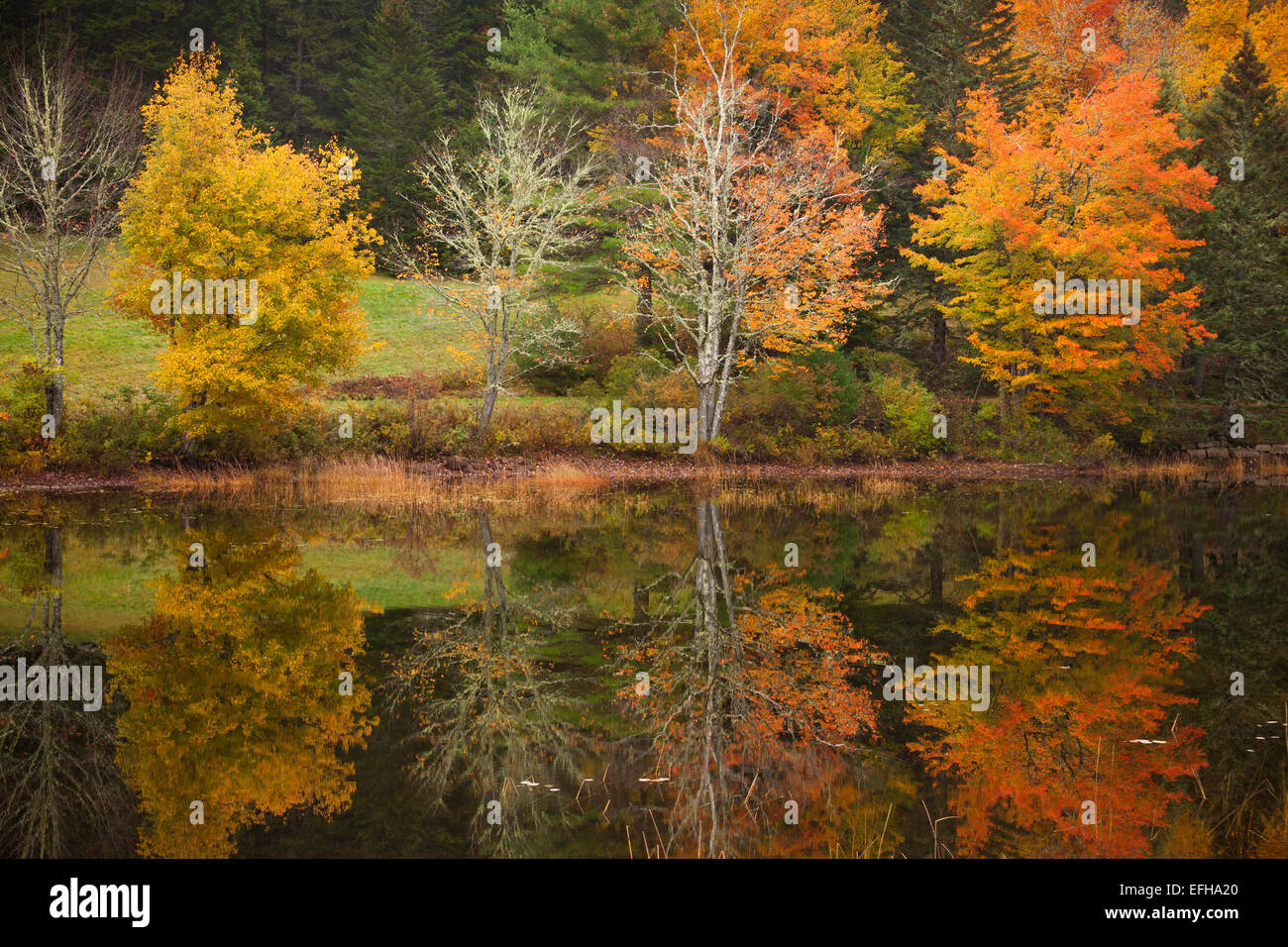 Trees reflecting in the water on Little Long Pond, Acadia National Park, Maine, USA Stock Photo