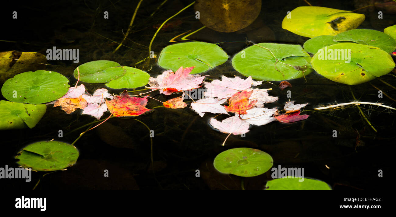Lily pads, Little Long Pond, Acadia National Park, Maine, USA Stock Photo