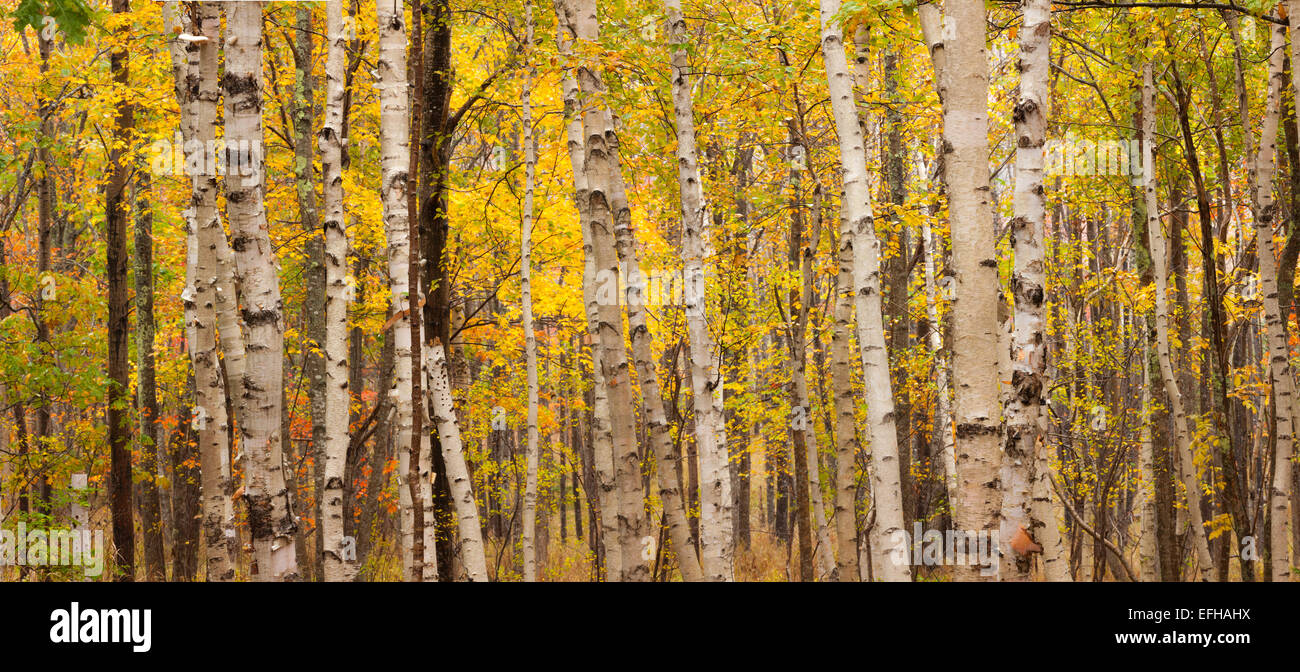 Birch Trees, Acadia National Park, Maine, USA Stock Photo