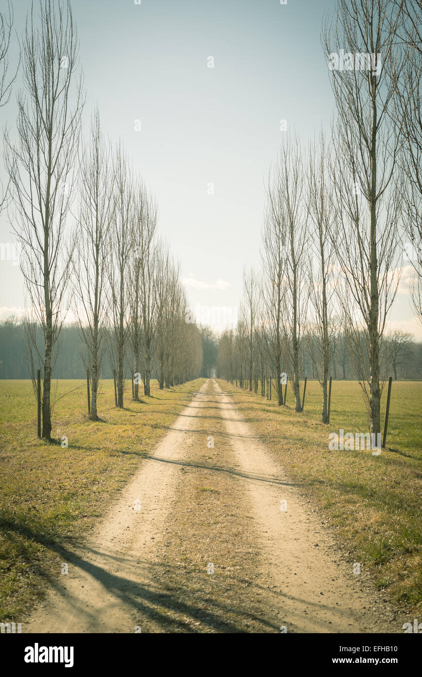 Straight dirt road with row of trees on both side passing through