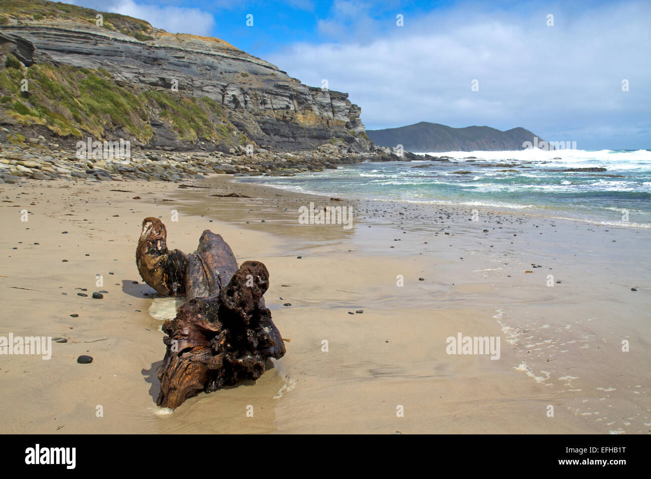 Log on a beach at South Cape Bay, near Tasmania's southern tip Stock Photo