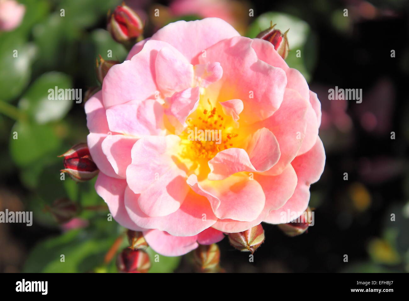 Closeup view of a beautiful pink rose Stock Photo - Alamy