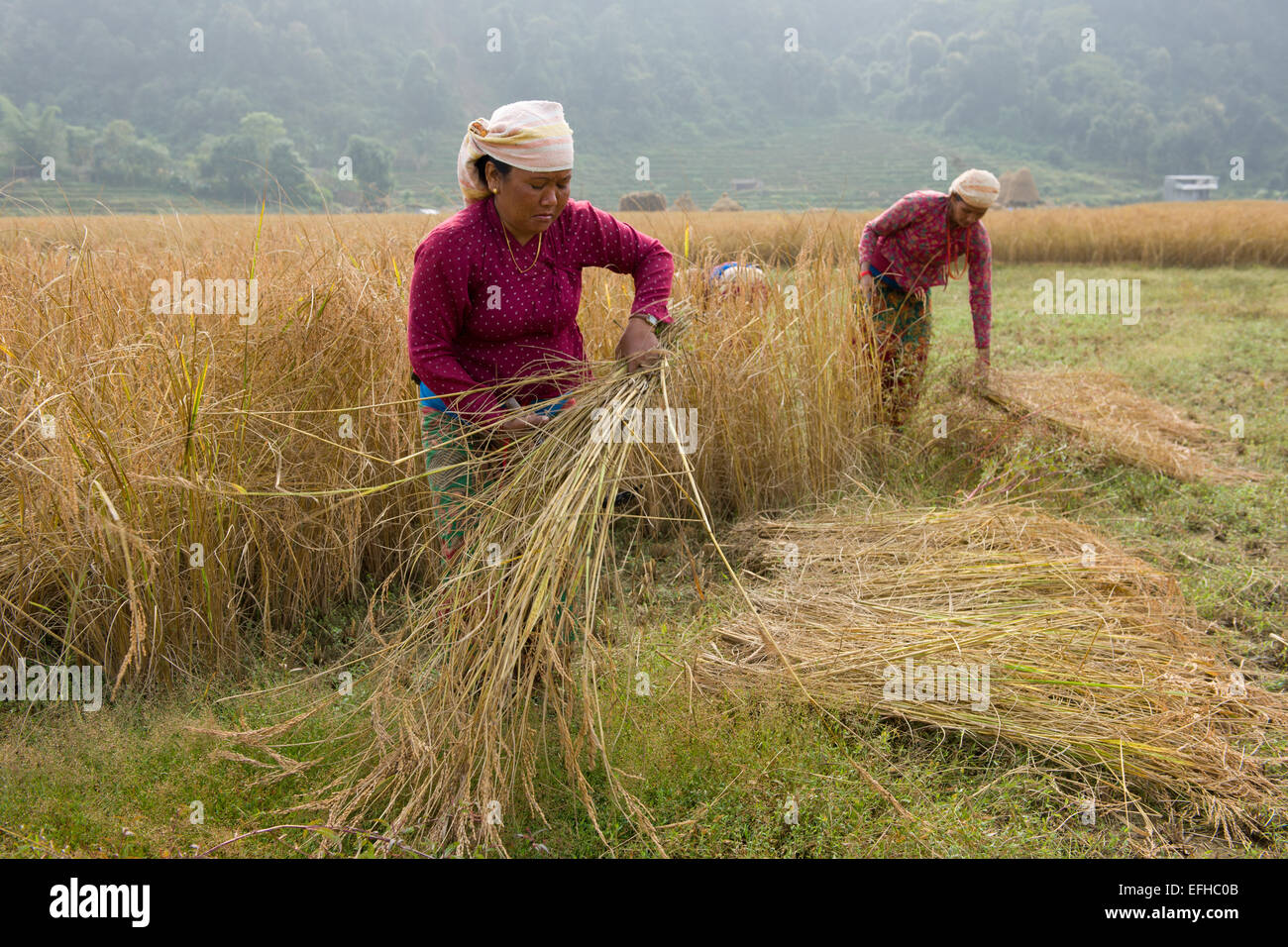 Cutting rice hi-res stock photography and images - Alamy