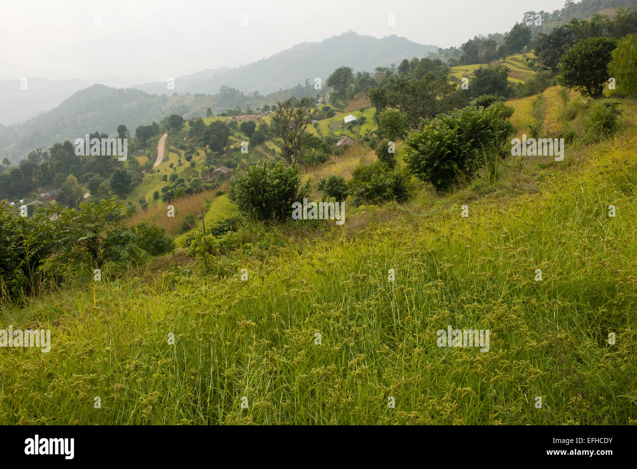Farmed and terraced hillsides on the Royal Trek, near Pokhara, Nepal Stock Photo