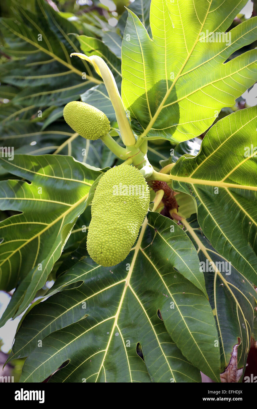 bright macro fruit jackfruit tree a Thailand Stock Photo