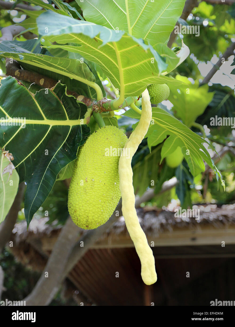 bright macro fruit jackfruit tree in the park Stock Photo