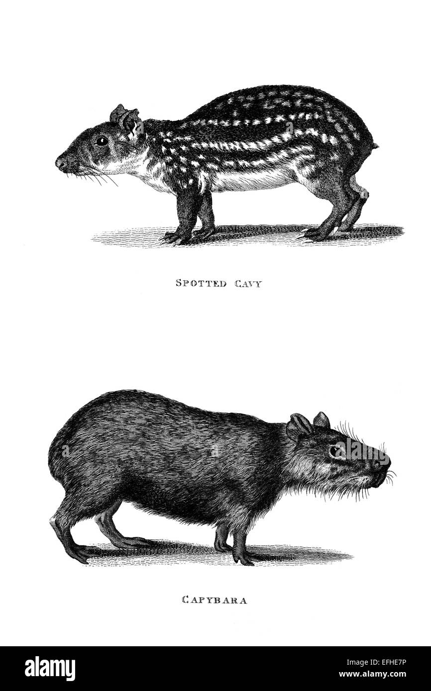 Victorian engraving of a cavy and a capybara. Digitally restored image from a mid-19th century Encyclopaedia. Stock Photo