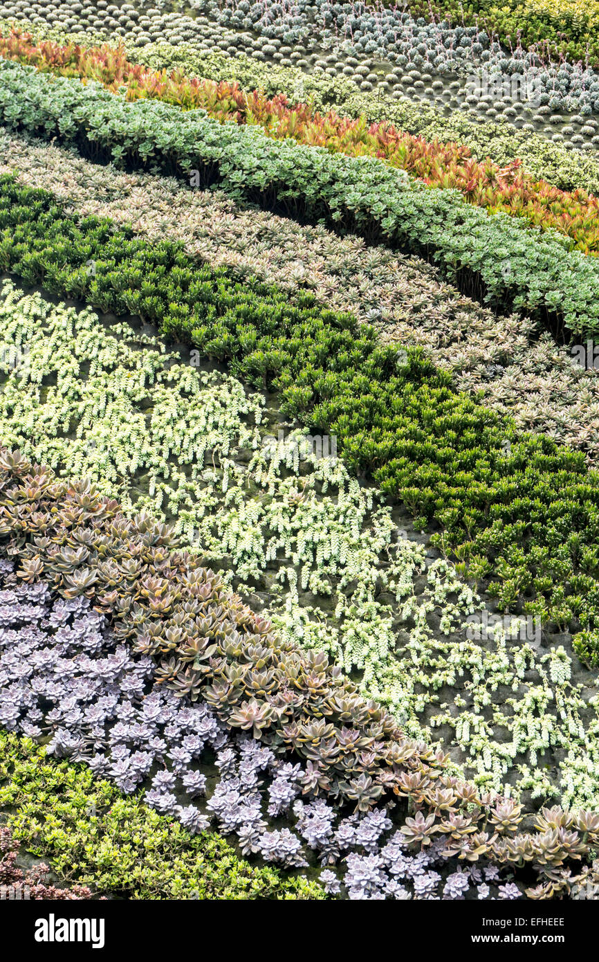 delicate colored curving rows of plants grow in a Mexico City vertical garden, each row of identical plants is native to one of the 32 Mexican States Stock Photo