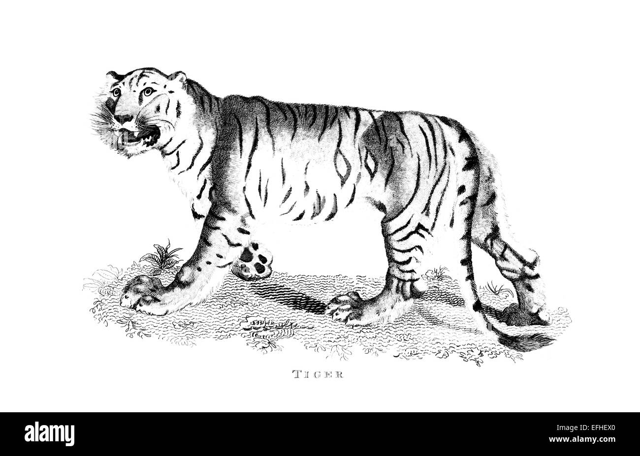 Engraving tiger Black and White Stock Photos & Images Alamy
