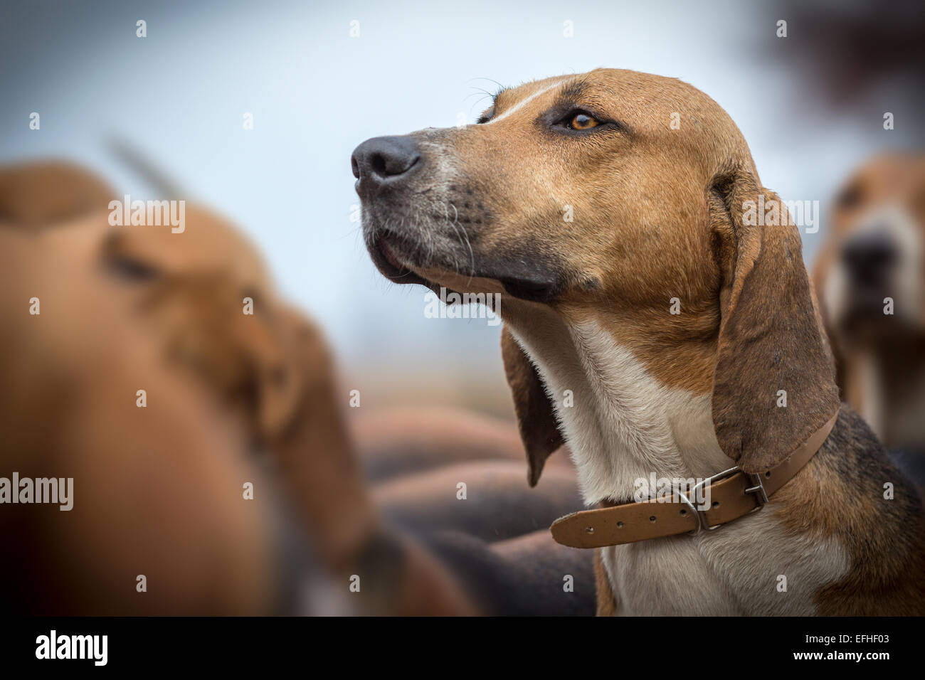 A portrait of a great anglo french tricolour hound used in hunting as a scent hound.  Portrait de chien de chasse à courre. Stock Photo