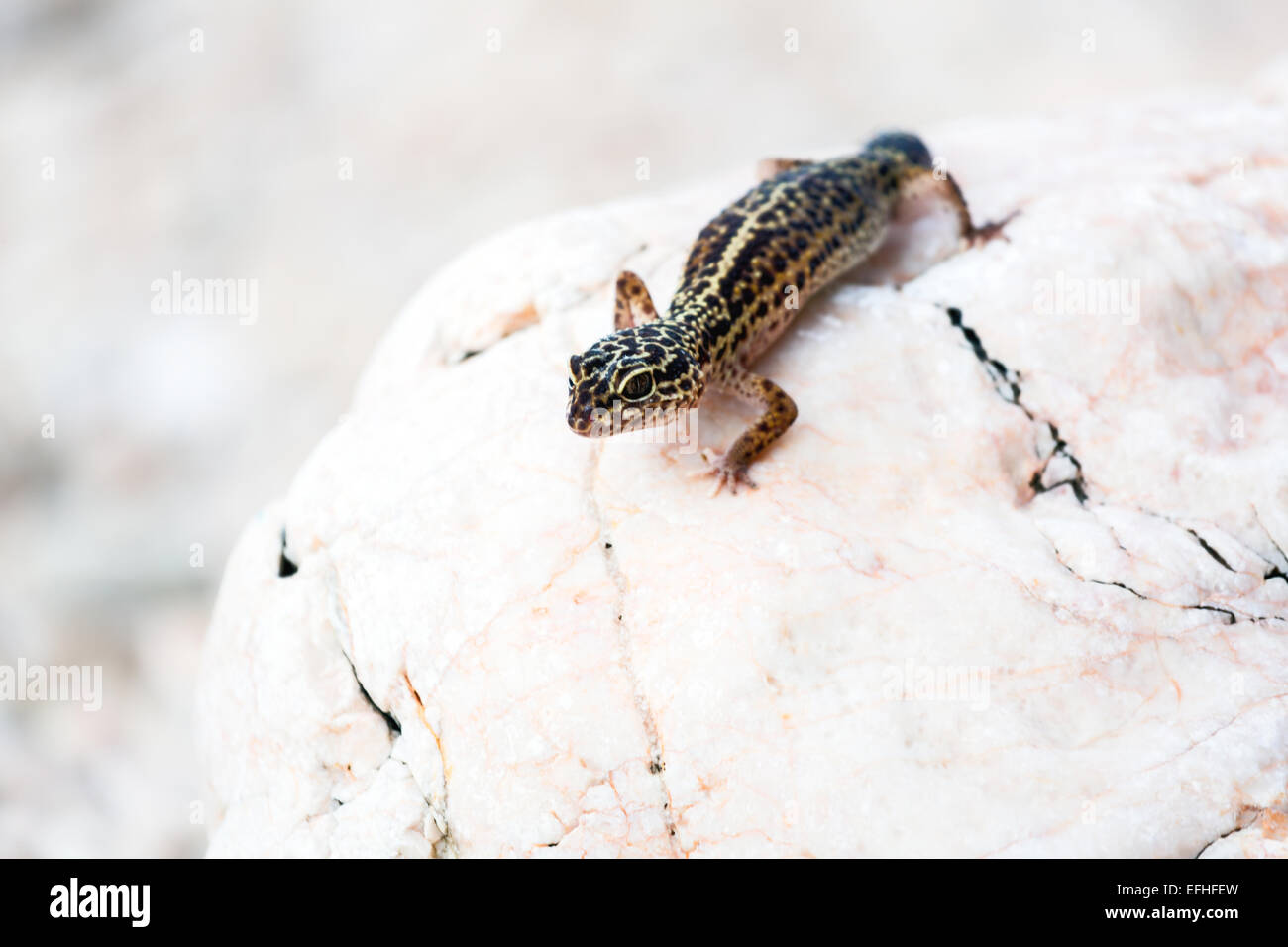 Leopard Gecko lizard on rocks Stock Photo Alamy