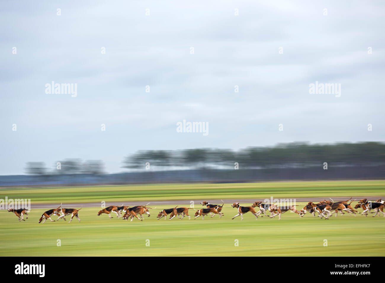 Pack of hounds (great anglo-french tricolour hounds) following a scent trail during a deer hunting (Landes France). Motion blur. Stock Photo