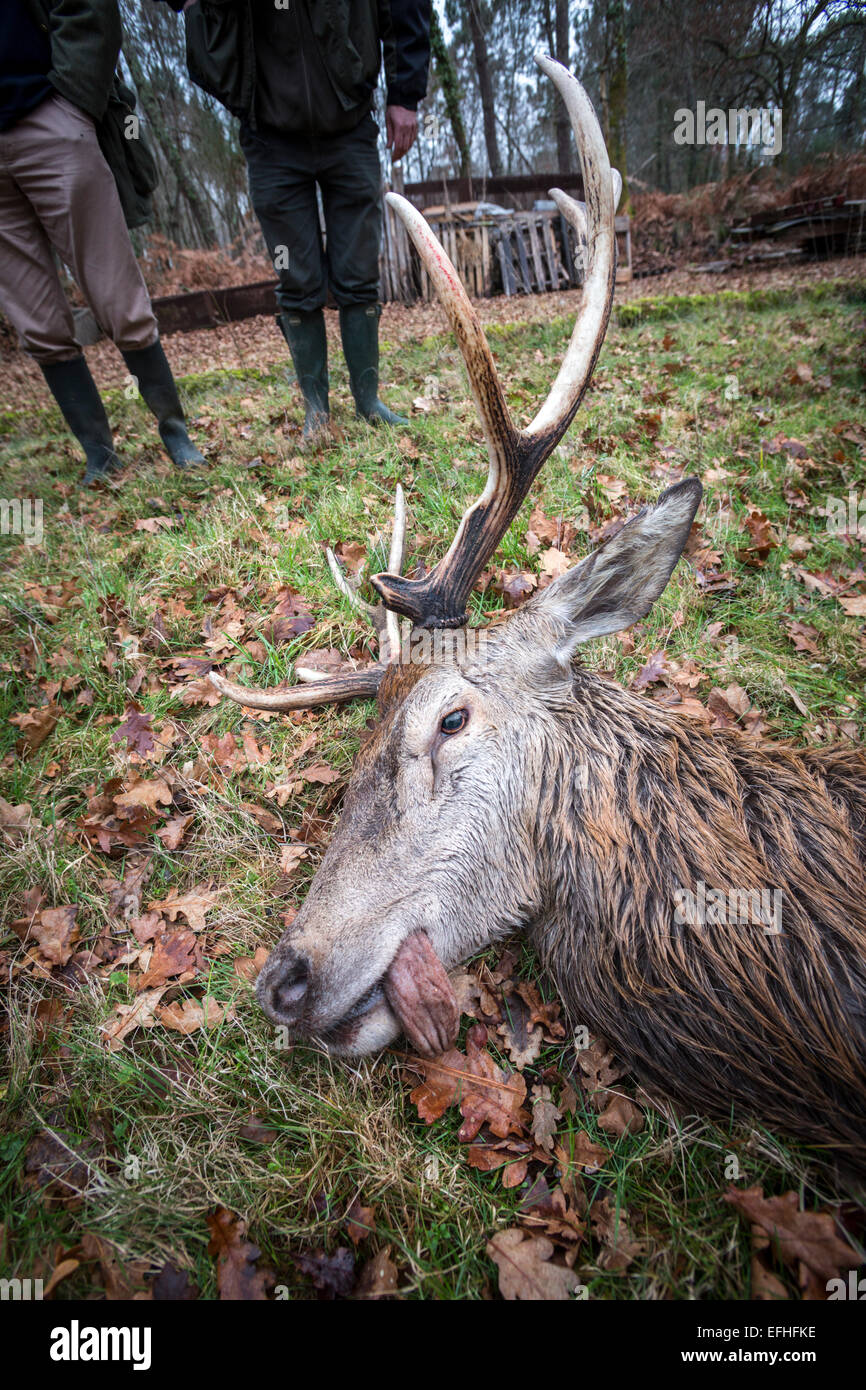 A stag (Cervus elaphus or red deer), killed during a hunting with hounds in the Landes region (Aquitaine - France). Stock Photo