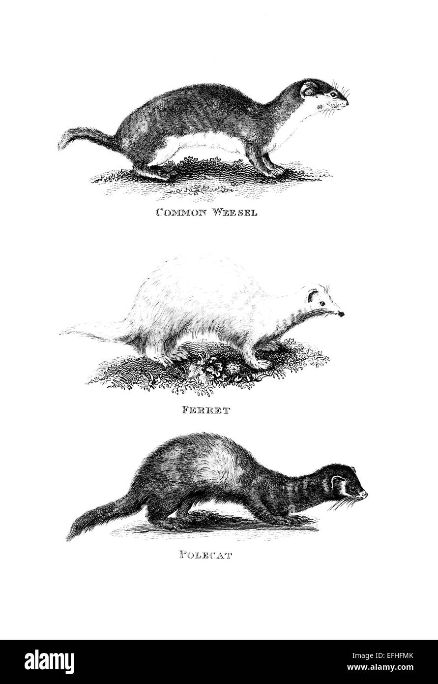 Victorian engraving of a polecat, weasel and ferret. Digitally restored image from a mid-19th century Encyclopaedia. Stock Photo