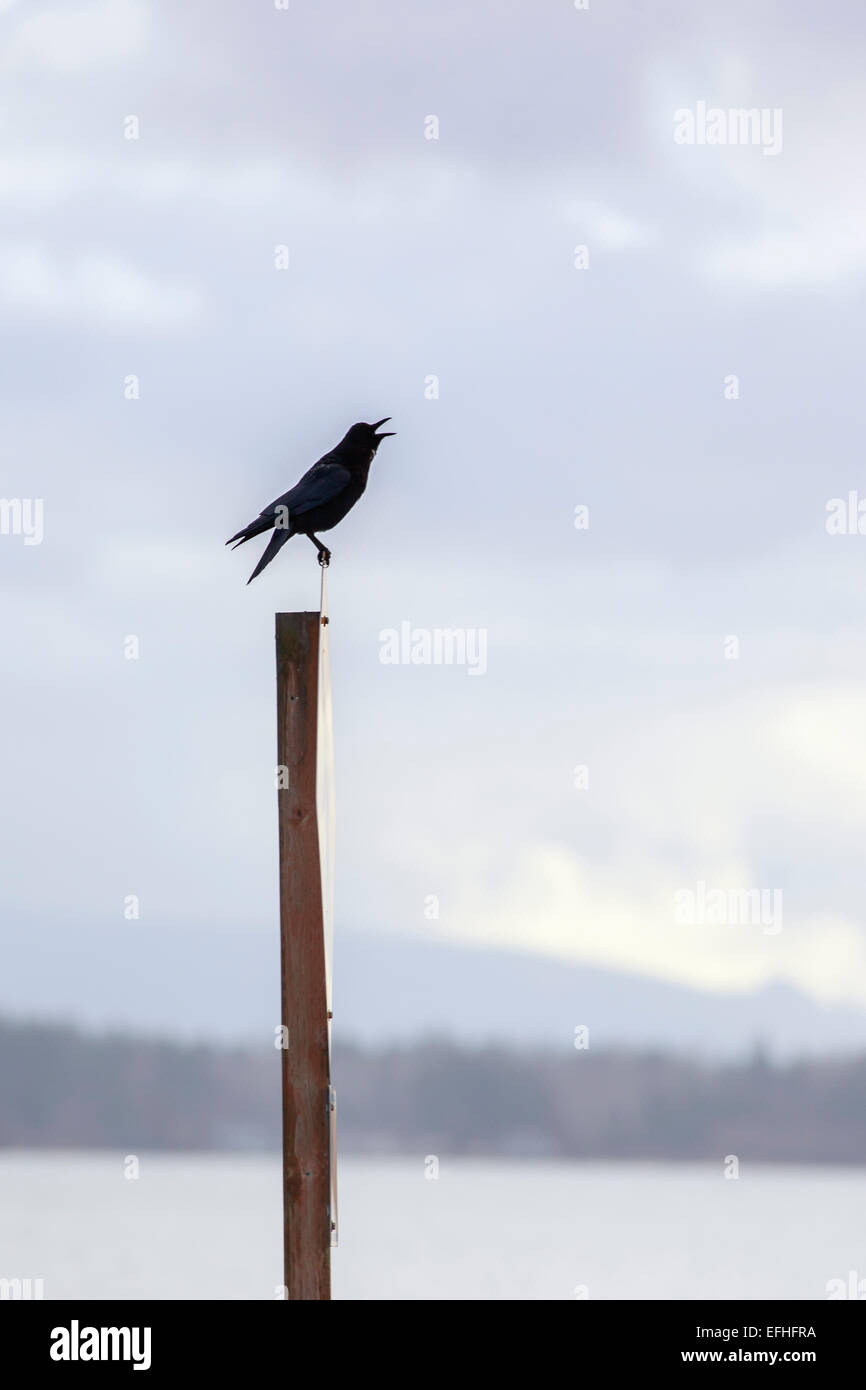 Silhouette of crow perched on sign against a cloudy background, calling. Stock Photo