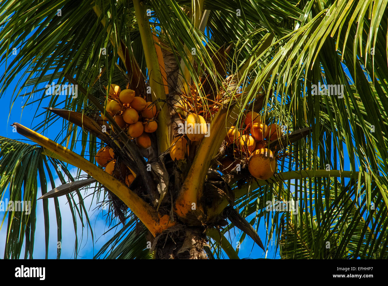 coconuts in tree in indonesia Stock Photo Alamy