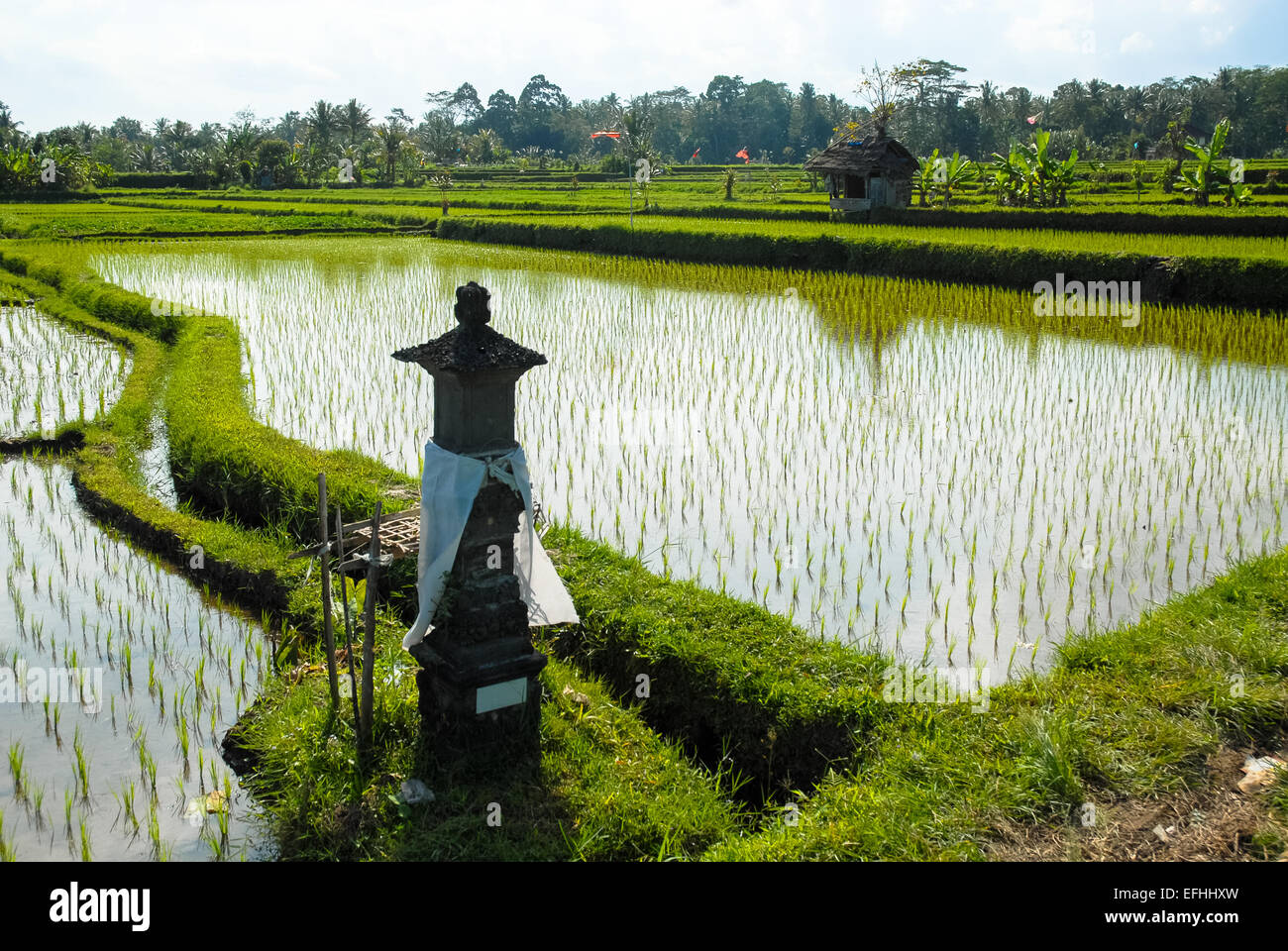 wet rice field or paddy in ubud bali indonesia Stock Photo Alamy