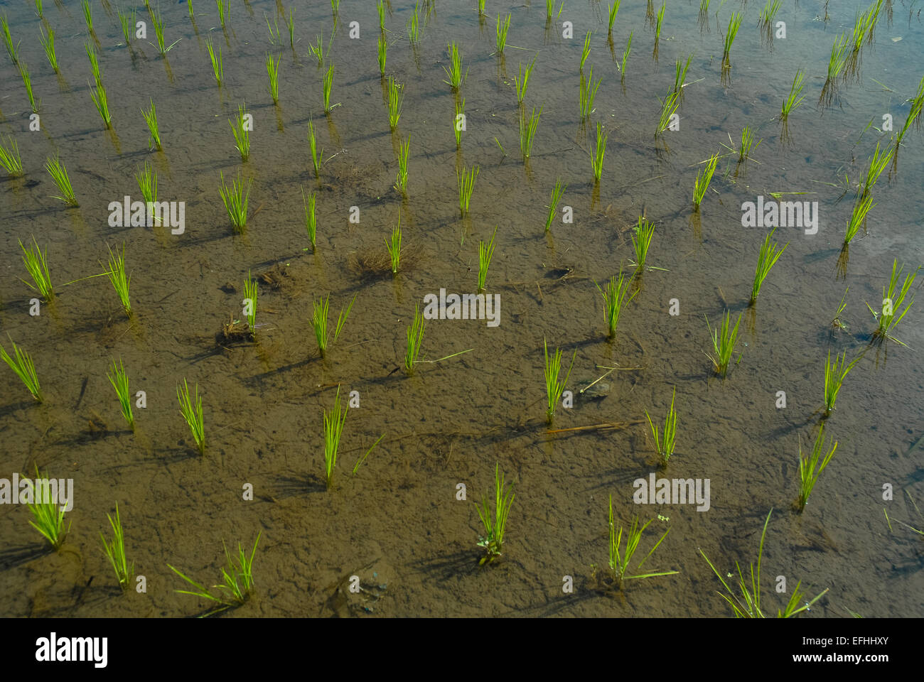wet rice field or paddy in ubud bali indonesia Stock Photo Alamy