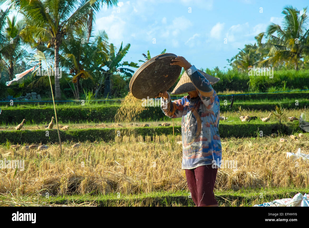 woman throws rice in the wind with basket Stock Photo