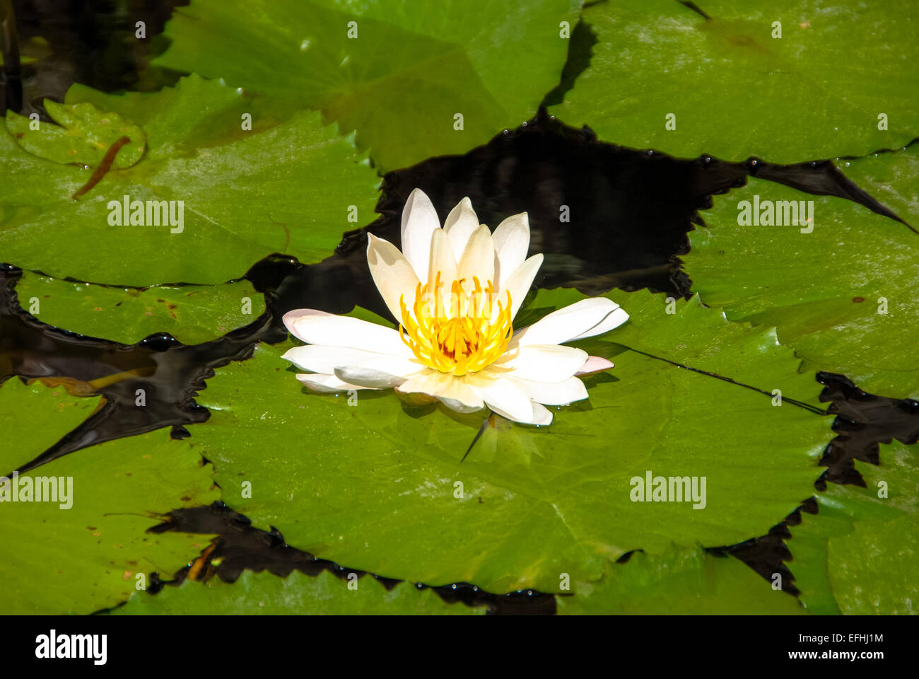 white lilly in water at bali indonesia Stock Photo