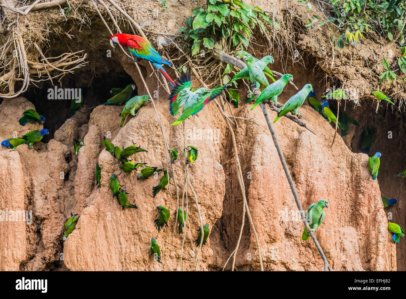 macaws and parrots in clay lick in the peruvian Amazon jungle at Madre de Dios Peru Stock Photo
