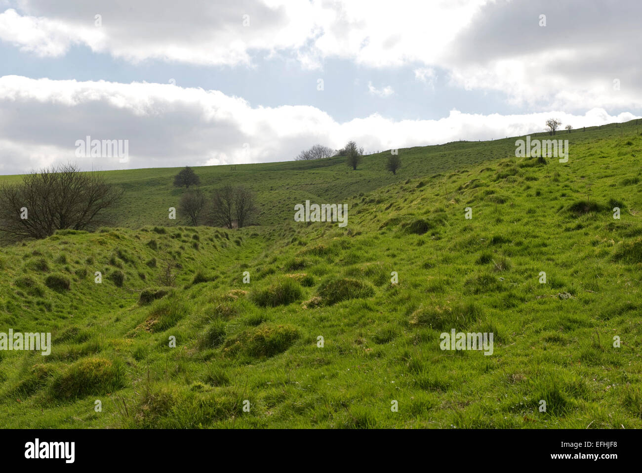 Grass mounds made by yellow meadow ants, Lasius flavus, in a downland field, Berkshire, April Stock Photo