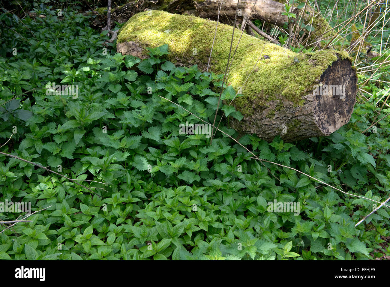 Stinging nettles, Urtica dioica, and dog's mercury, Mercurialis perennis, with old moss covered tree trunk in light woodland in Stock Photo