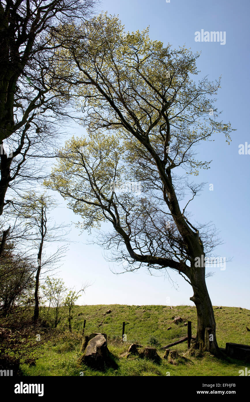 A large beech tree with young foliage but bent to prolonged exposure to the winds at the highest point in West Berkshire, April Stock Photo