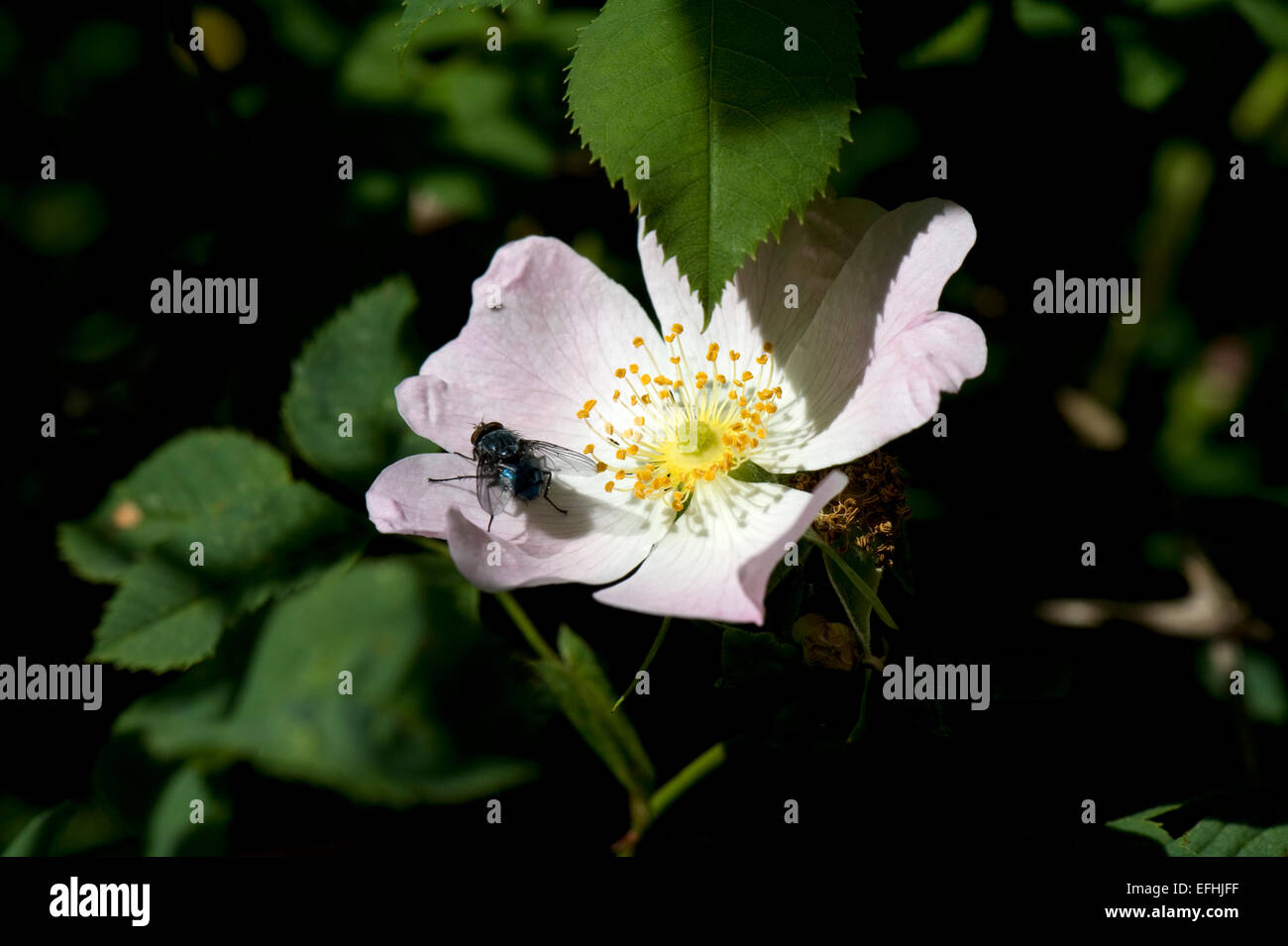 Flower of a dog rose, Rosa canina, with a fly resting on the pink petals in sunshire Stock Photo