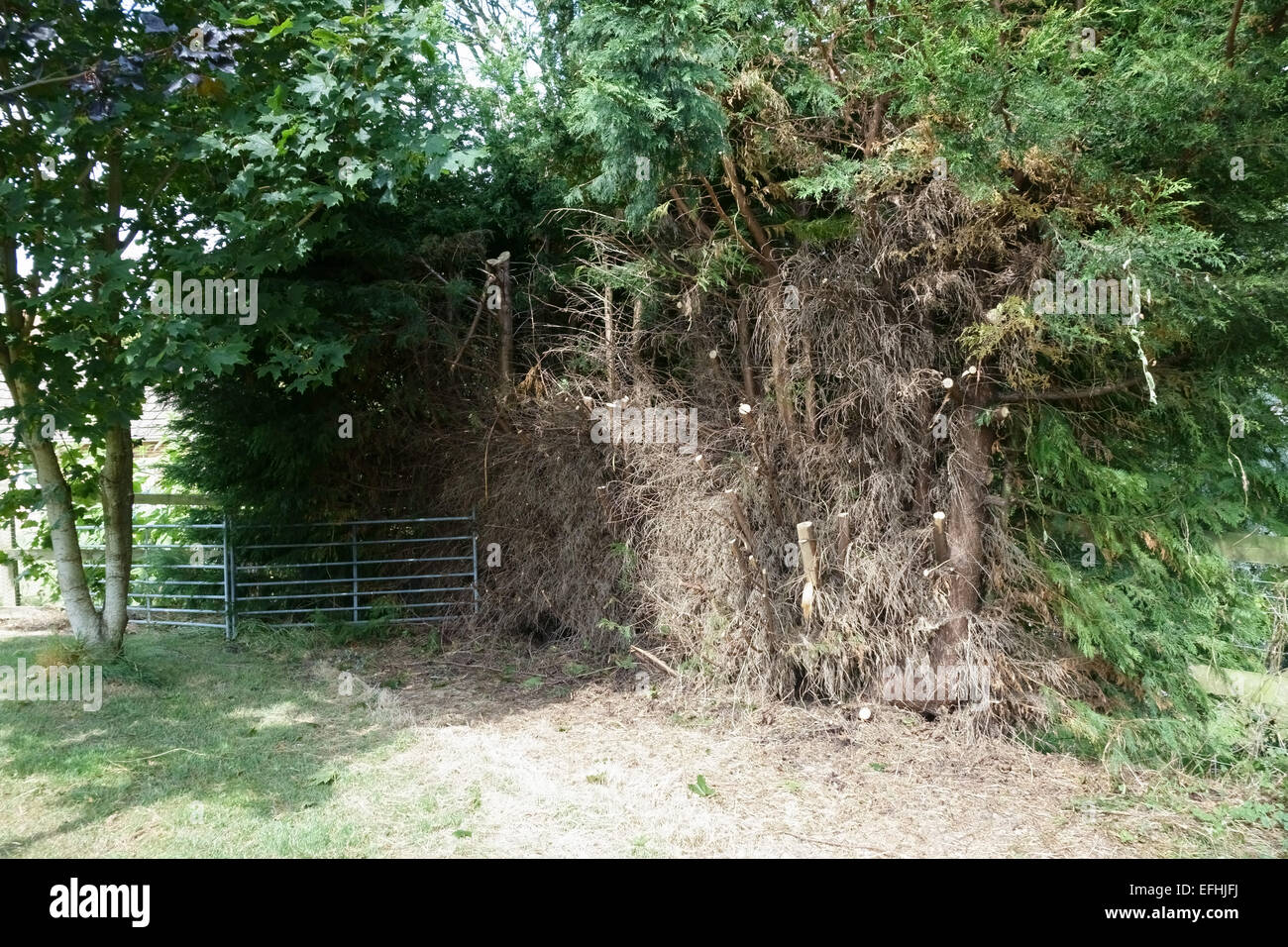 Severely Cut Leylandii Hedge Cupressocyparis Leylandii Pruned Heavily Back To Dead Foliage Which Will Not Regrow Berkshire Stock Photo Alamy