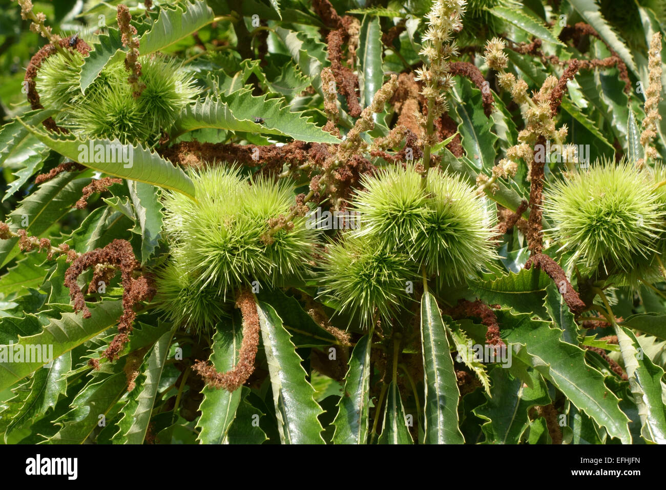 Foliage of a sweet chestnut tree, Castanea sativa, with prickly fruit containing the chestnuts, Berkshire, August Stock Photo
